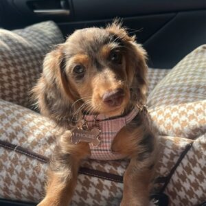 Zoe