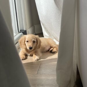 Harvey