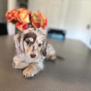 Doxie