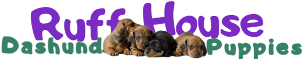 Ruff House Dachshund Puppies