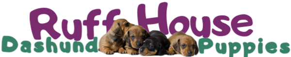 Ruff House Dachshund Puppies